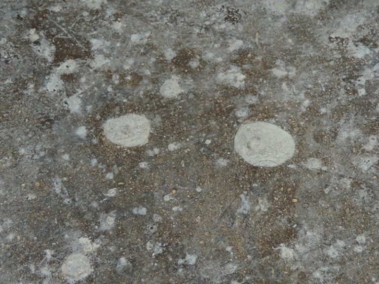 concrete hardened opaque white deposit Carrasquillo Associates